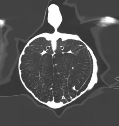 Irregular nodular changes in both lungs (Turtle, male, 3 y.o.)